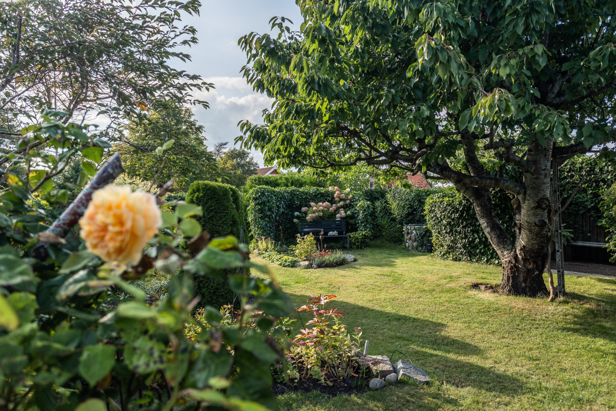 Rosor Sandskäddevägen 12