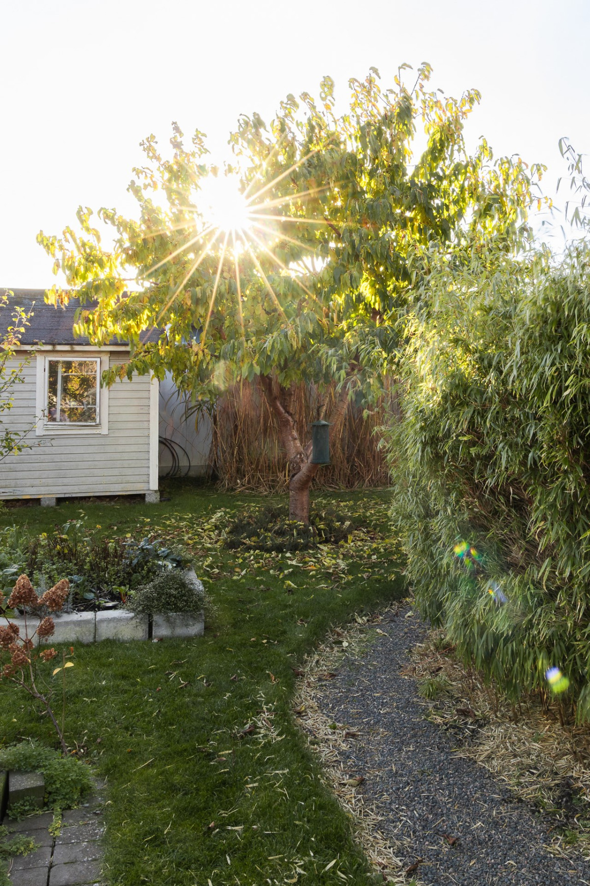 Trädgårdsbild Vallmogatan 9