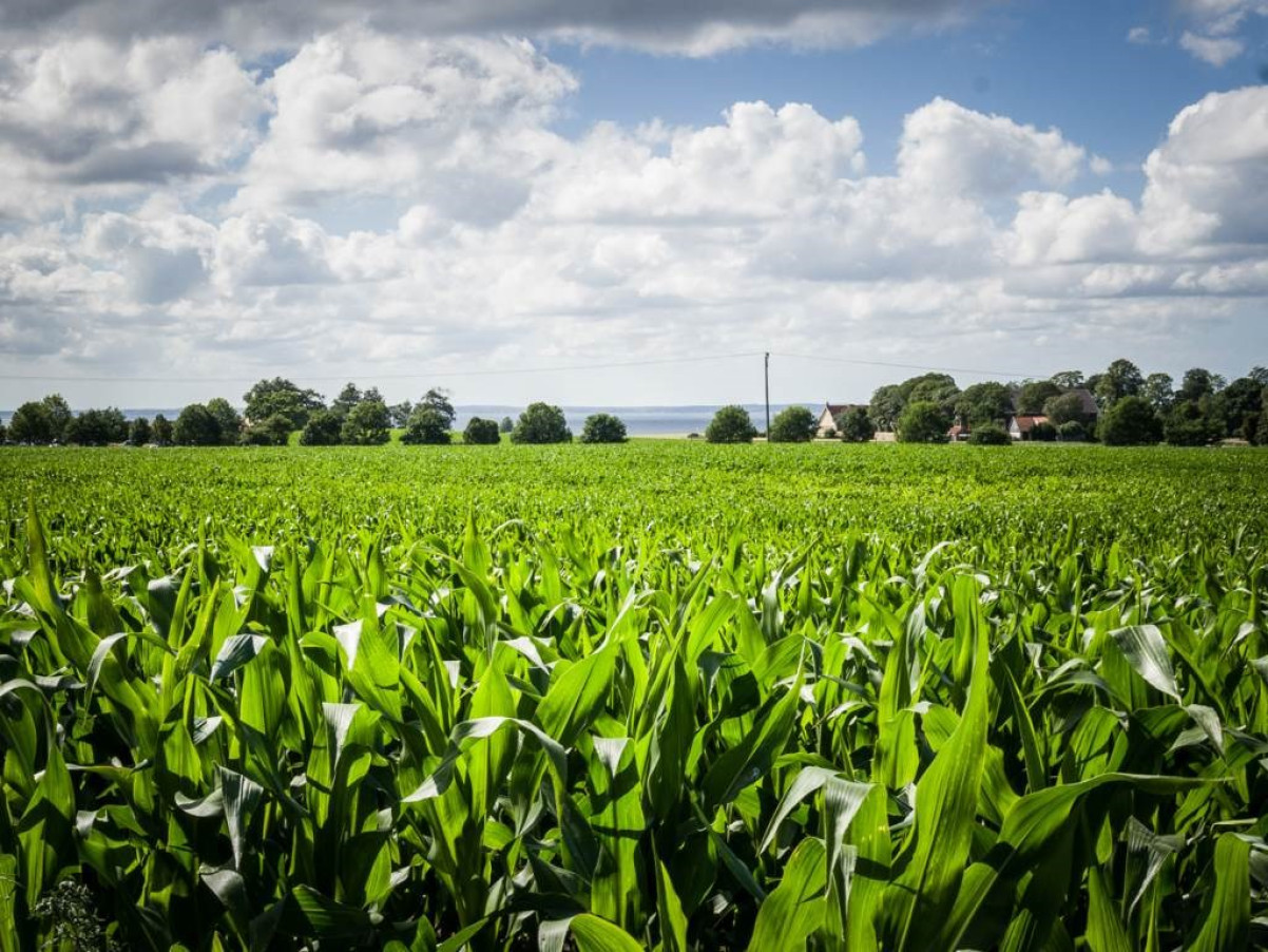 Lågupplöst Vajande fält inpå knuten Strandnäsvägen 14L