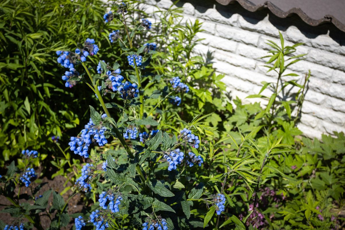  Solrosvägen 19